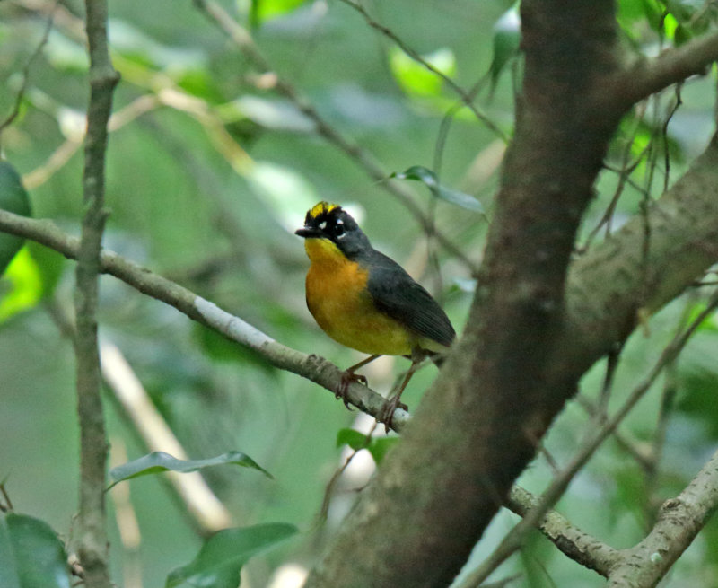 Fan-tailed Warbler_5069.jpg