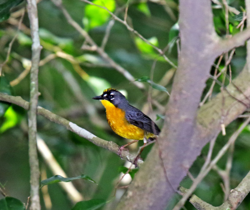 Fan-tailed Warbler_5075.jpg