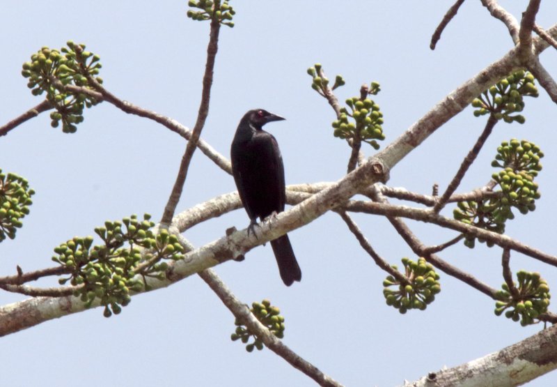 Giant Cowbird - male_6523.jpg