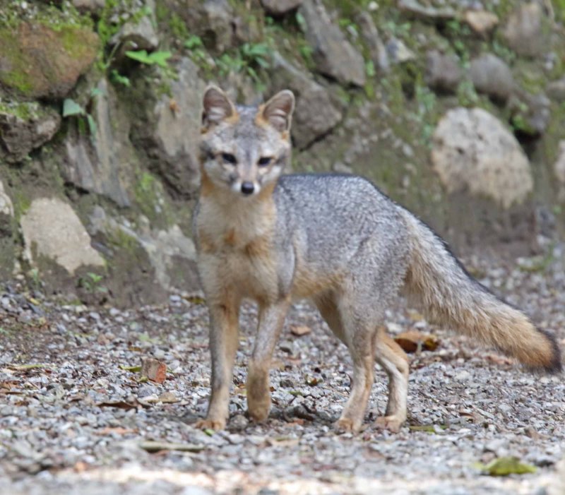 Gray Fox_6903.jpg