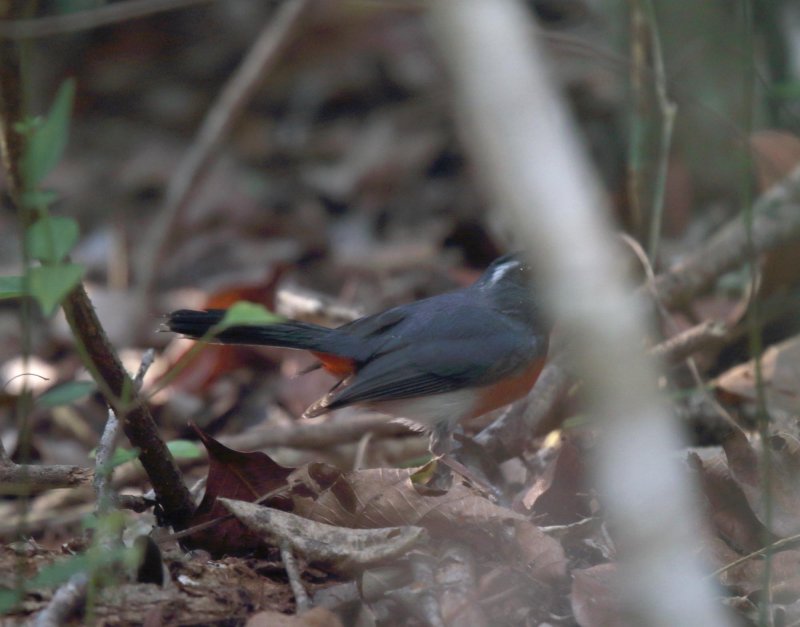Gray-throated Chat_5981.jpg
