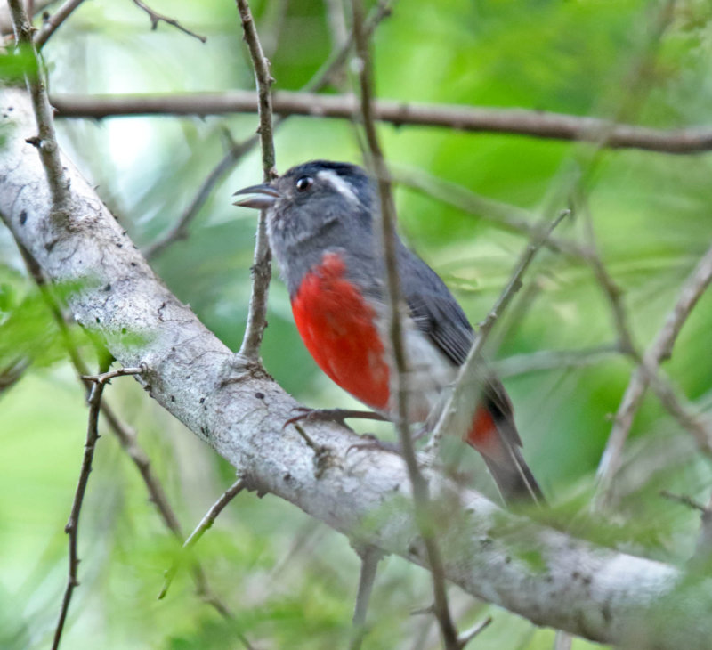 Gray-throated Chat_5989.jpg