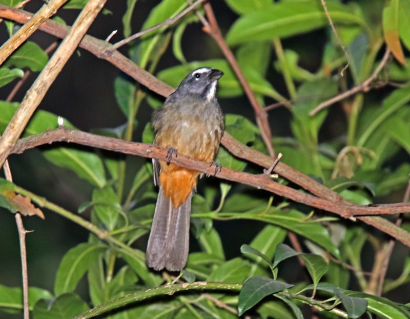 Cinnamon-bellied Saltator_4946.jpg