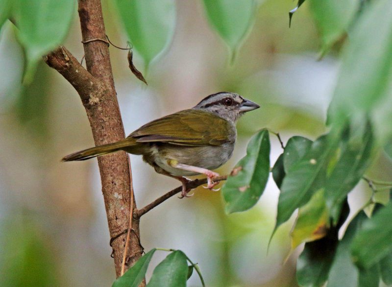 Green-backed Sparrow_5319.jpg