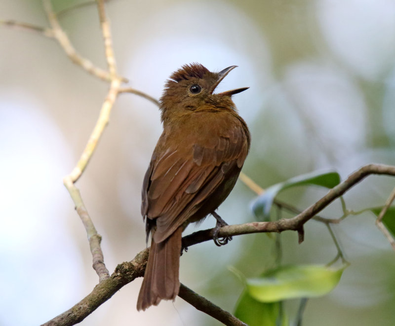 Northern Schiffornis_6703.jpg