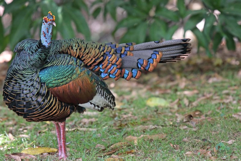 Ocellated Turkey - male_5669.jpg