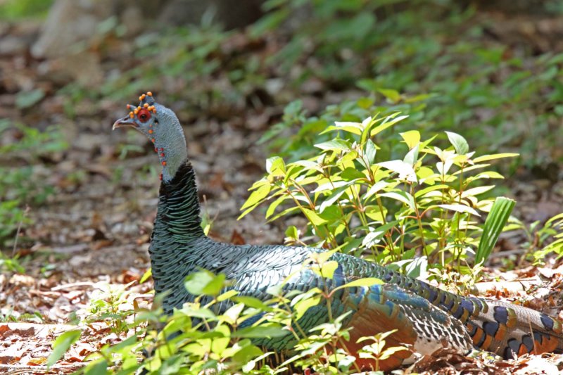 OcellatedTurkey - female_6536.jpg