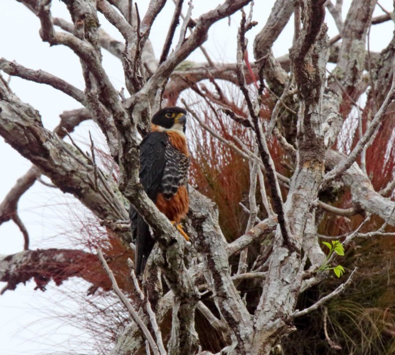 Orange-breasted Falcon_6343.jpg