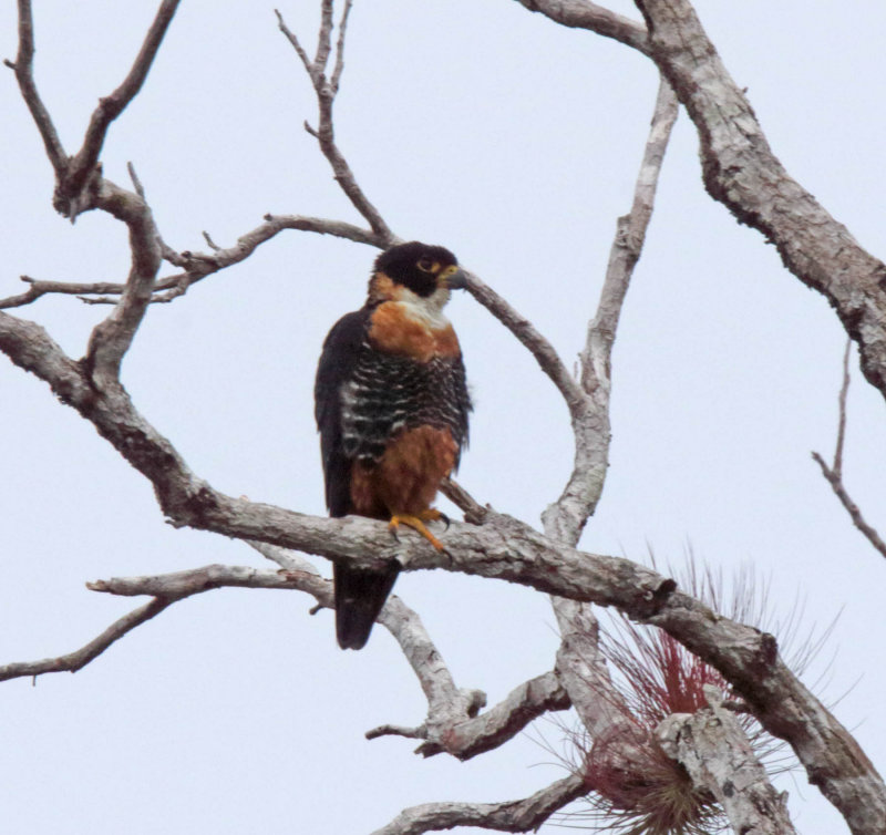 Orange-breasted Falcon_6389.jpg
