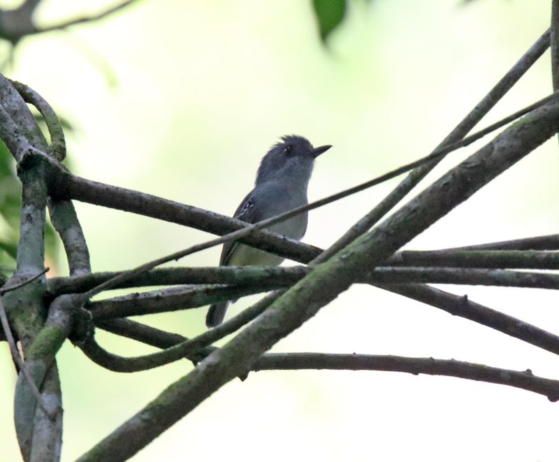 Plain Antvireo - male_6740.jpg