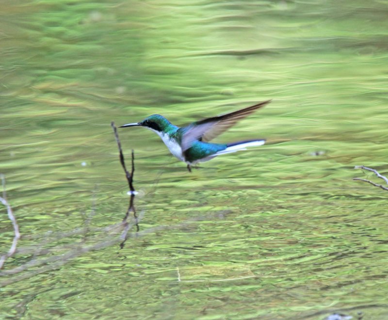 Purple-crowned Fairy - female_5860.jpg