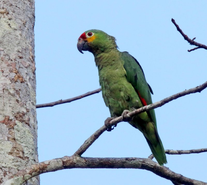 Red-lored Amazon_6220.jpg