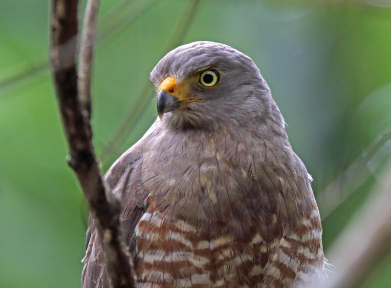Roadside Hawk_5347.jpg
