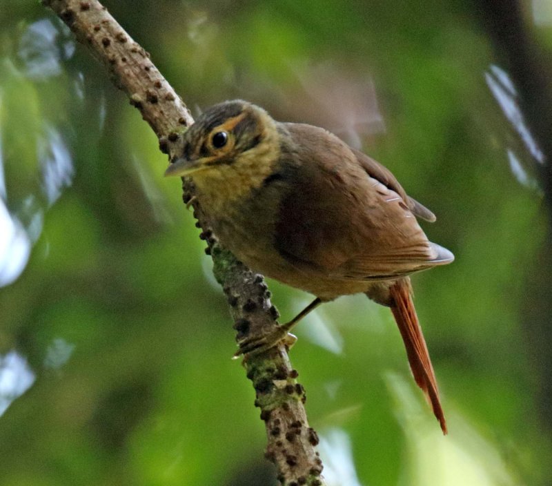 Scaly-throated Foliage-gleaner_7967.jpg