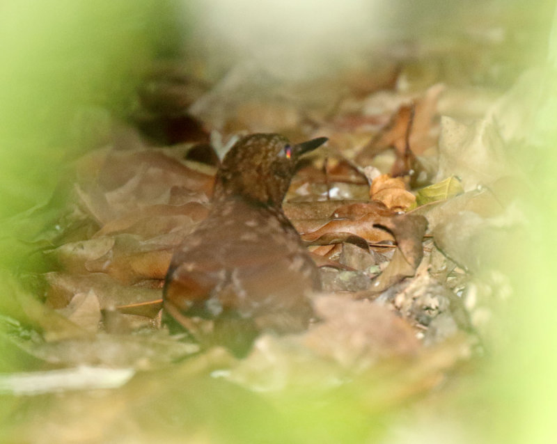Scaly-throated Leaftosser_6756.jpg