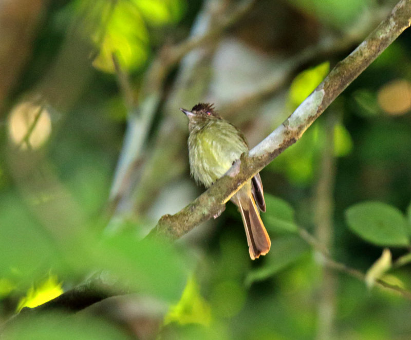 Sepia-capped Flycatcher_6106.jpg