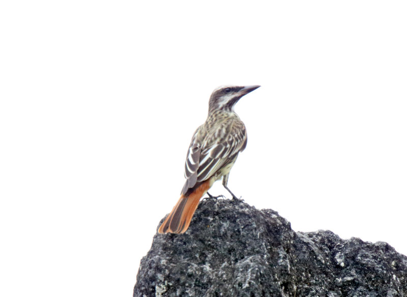 Sulphur-bellied Flycatcher_6393.jpg