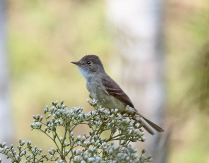White-throated Flycatcher_8212.jpg