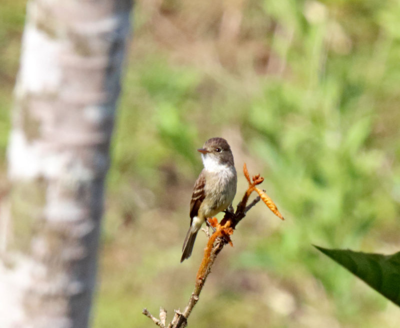 White-throated Flycatcher_8216.jpg