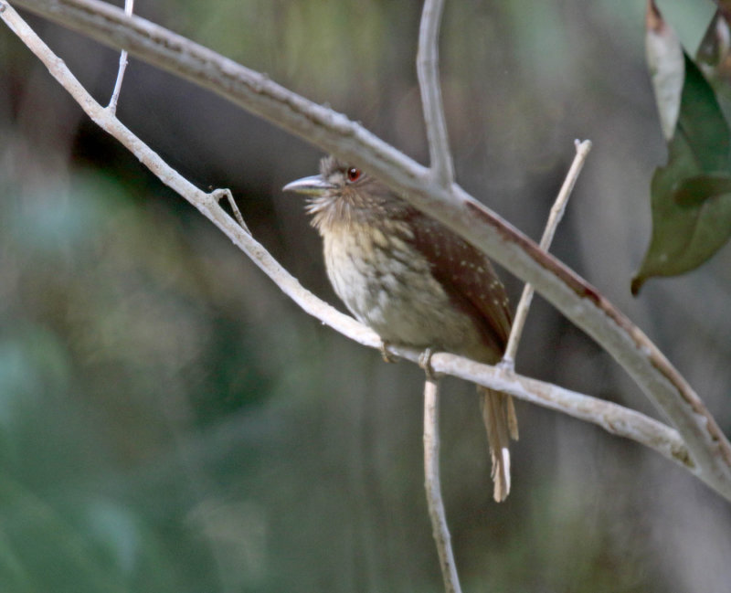 White-whiskered Puffbird - female_5807.jpg