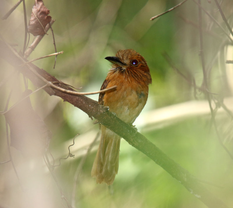 White-whiskered Puffbird - male_5792.jpg