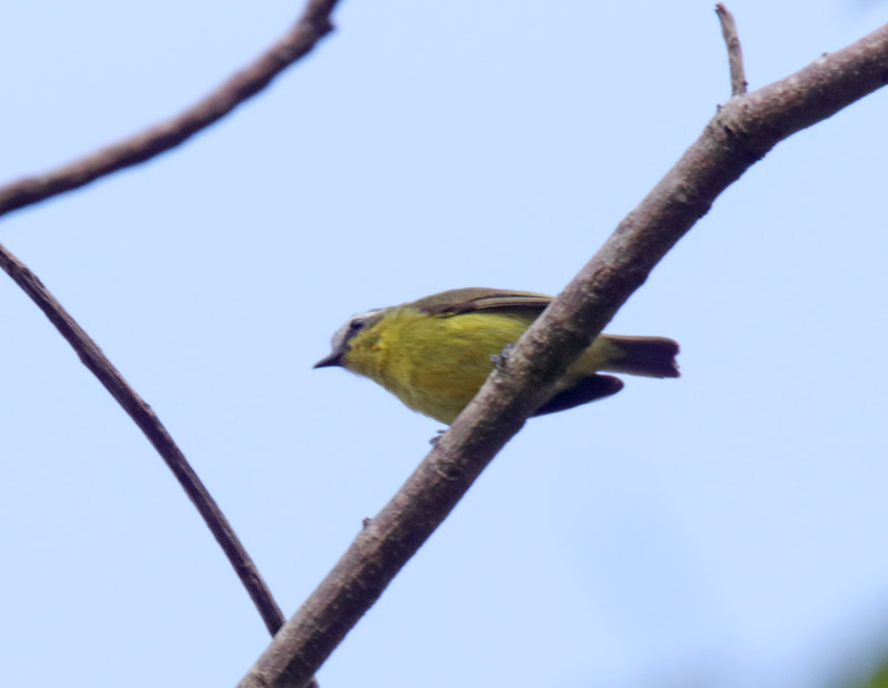 Yellow-bellied Tyrannulet_5335.jpg