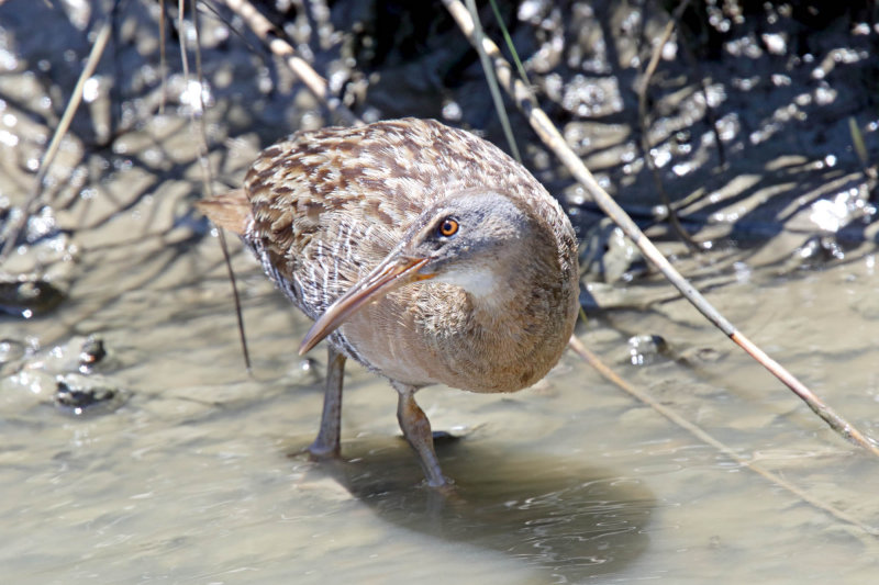 Clapper Rail_4917.jpg