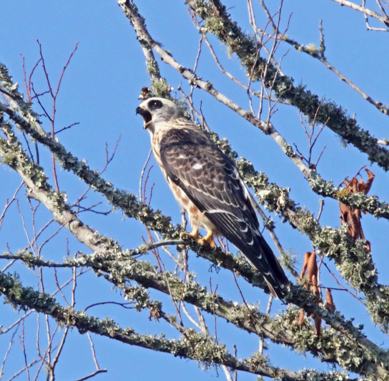 Mississippi_Kite_juvenile_8384.jpg