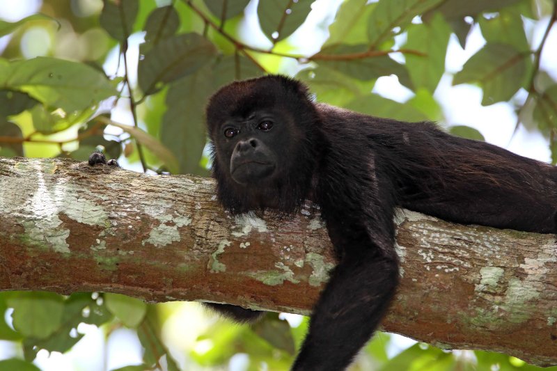 Mantled Howler Monkey_8830.jpg