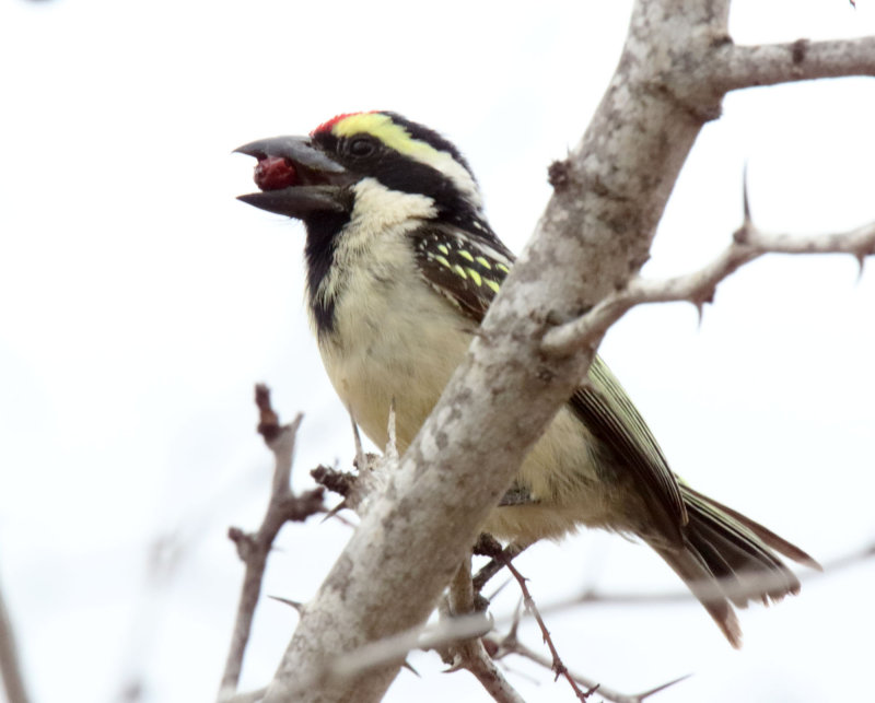 Acacia Pied Barbet_3608.jpg