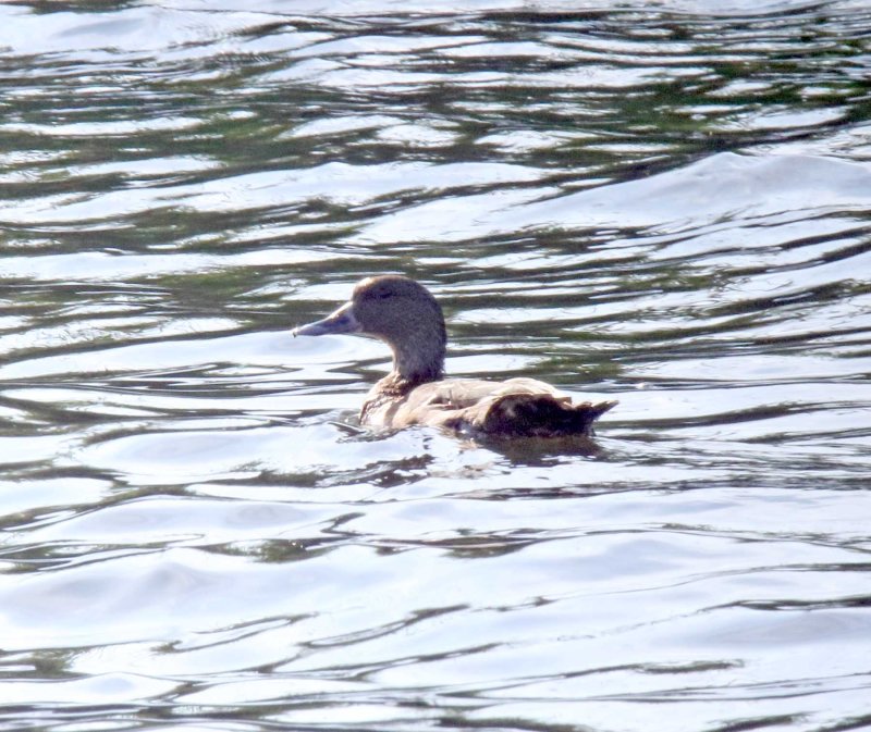 African Black Duck_7500.jpg