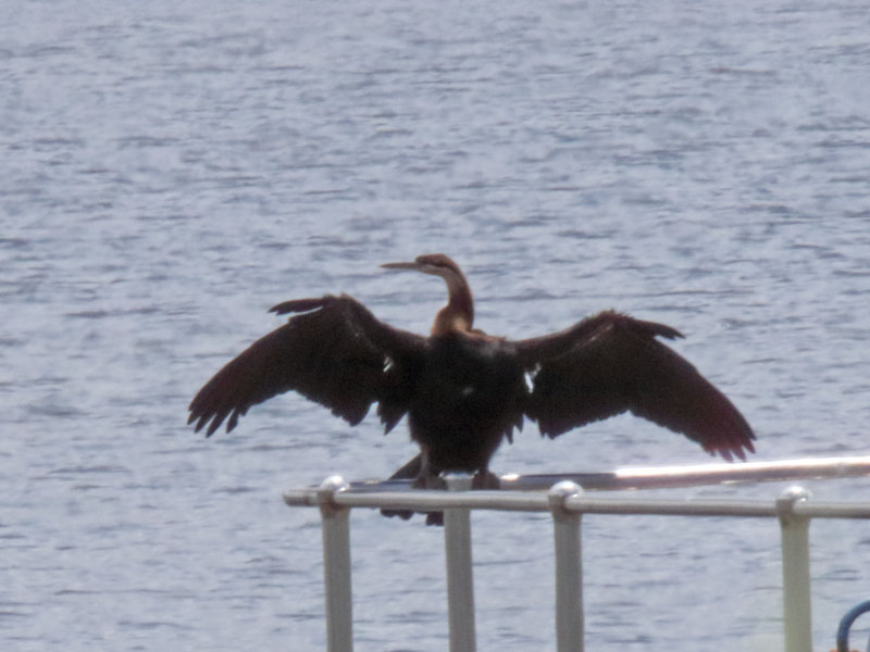 African Darter_0266.jpg