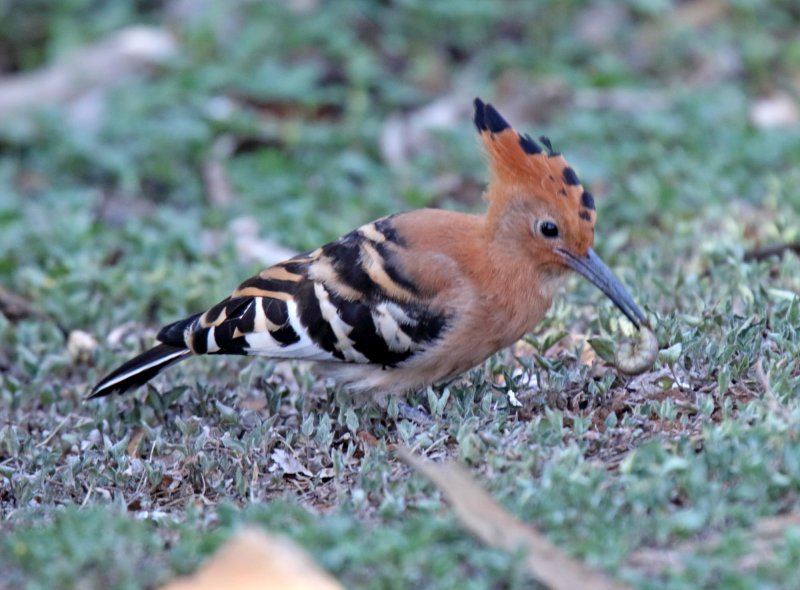 Eurasian Hoopoe_9238.jpg