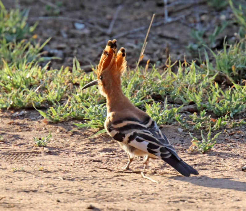 Eurasian Hoopoe_9627.jpg