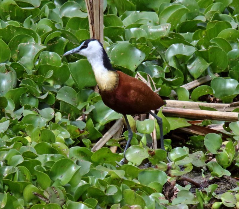 African Jacana_9777.jpg