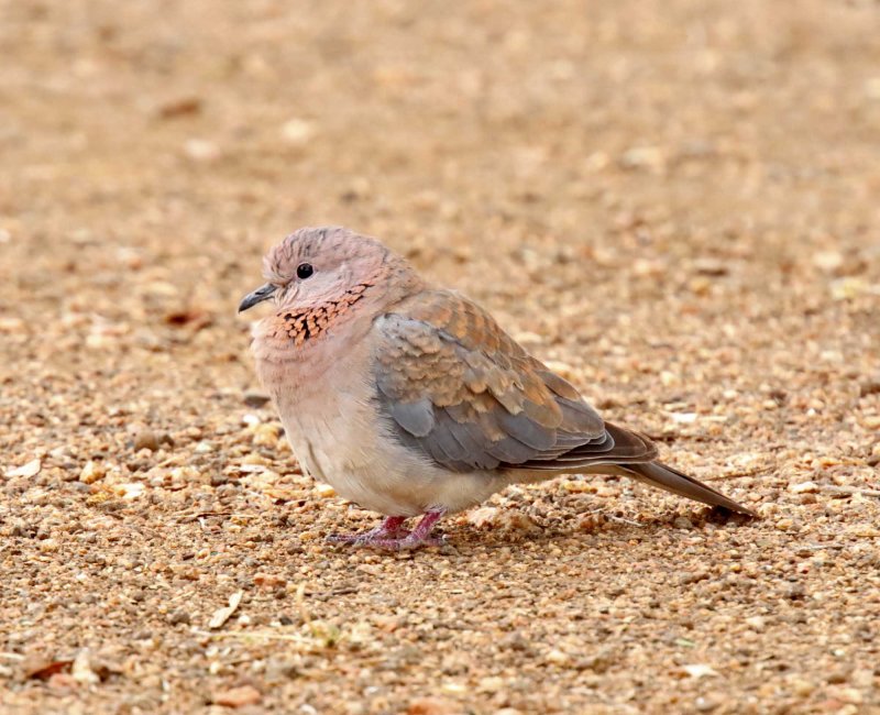 Laughing Dove_3587.jpg
