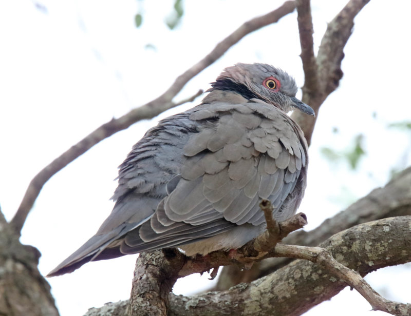 Mourning Collared Dove_3593.jpg