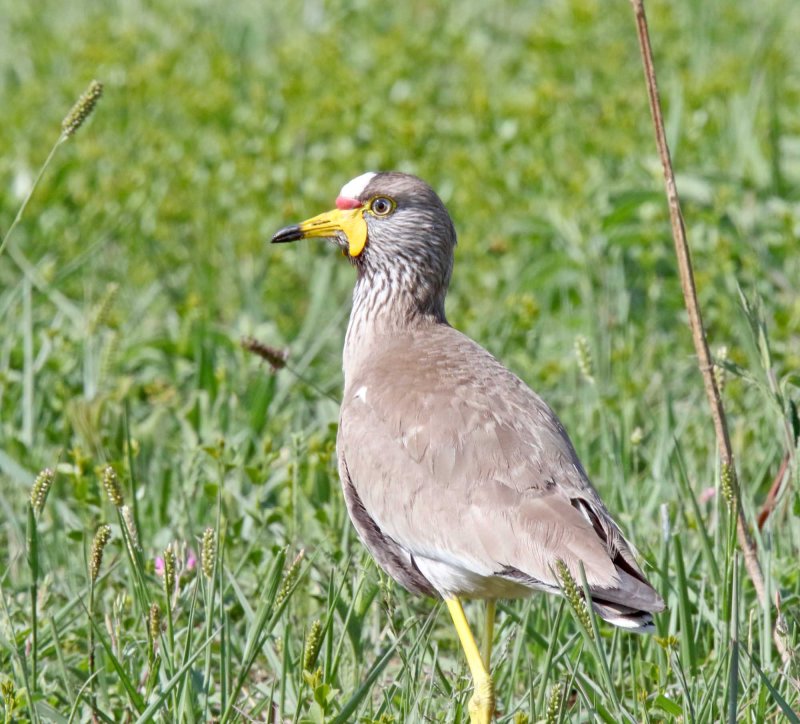 African Wattled Lapwing_7819.jpg