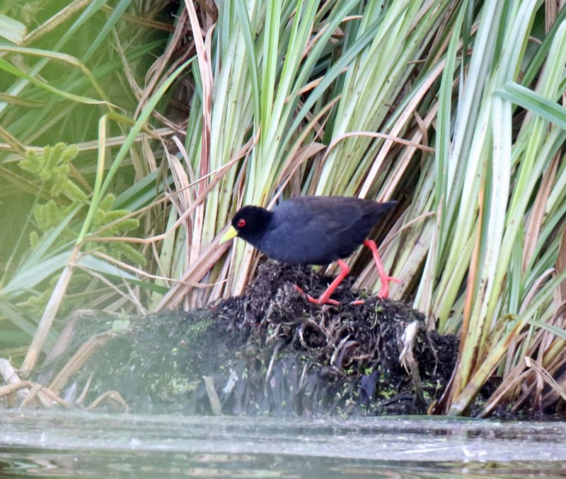 Black Crake_9545.jpg