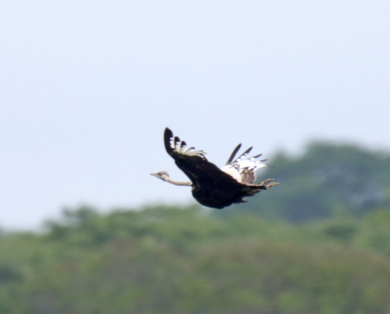 Black-bellied Bustard_7733.jpg