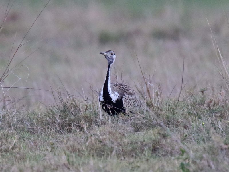 Black-bellied Bustard_8777.jpg