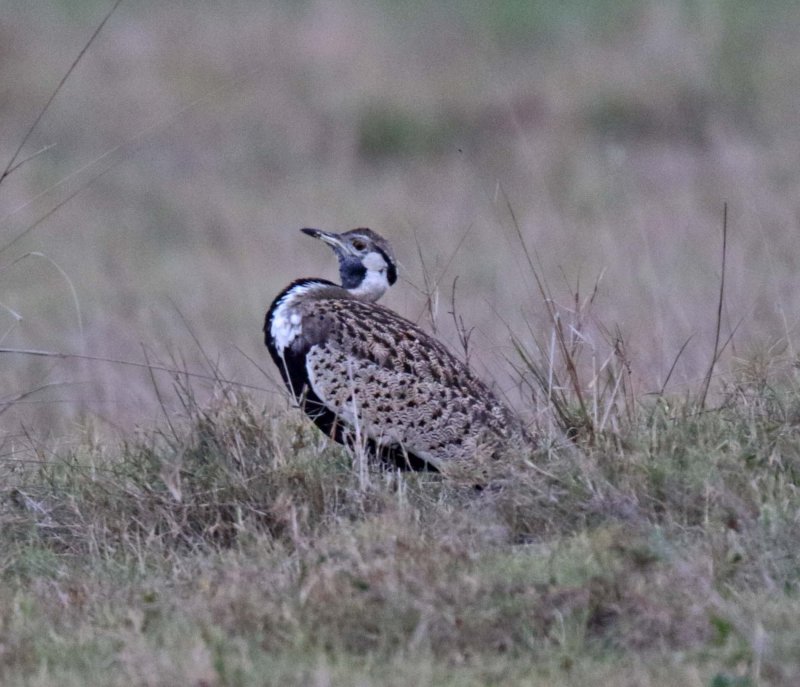 Black-bellied Bustard_8798.jpg
