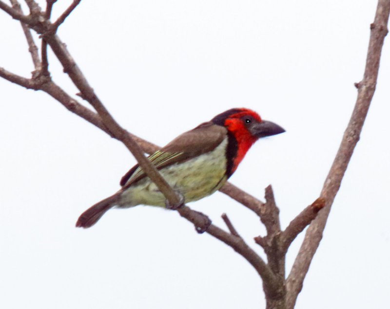Black-collared Barbet_8553.jpg