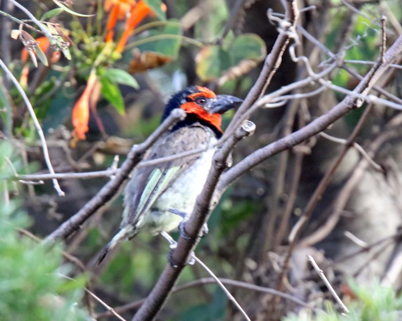 Black-collared Barbet_9177.jpg