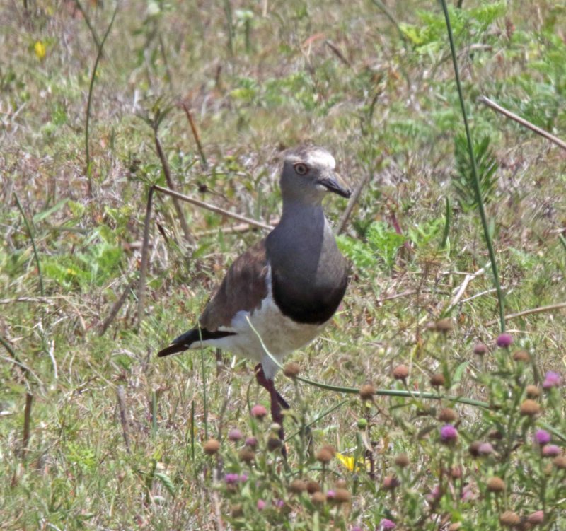 Black-winged Lapwing_5582.jpg