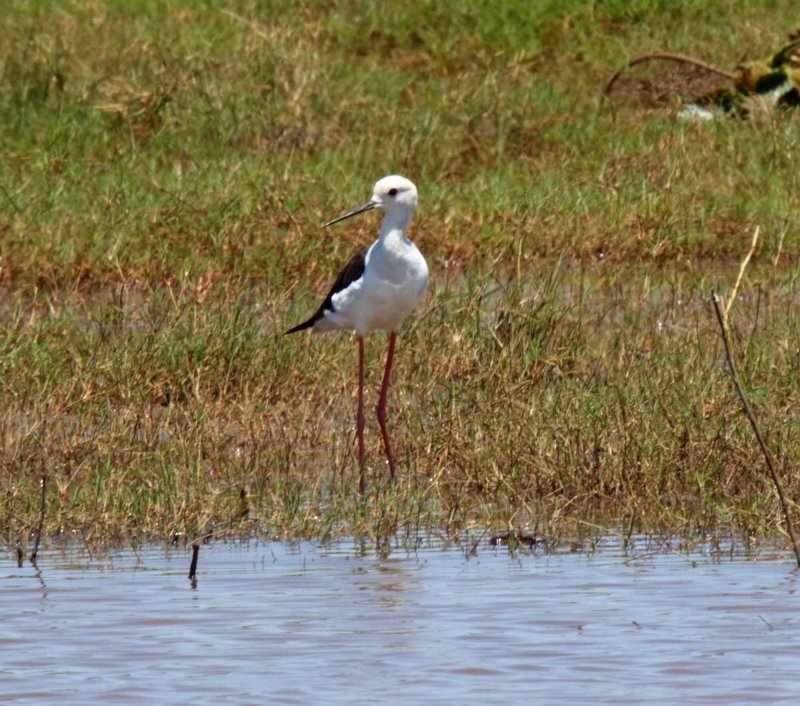 Black-winged Stilt_5675.jpg