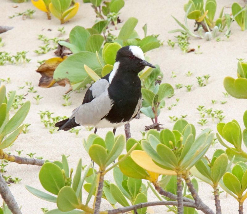 Blacksmith Lapwing_8713.jpg