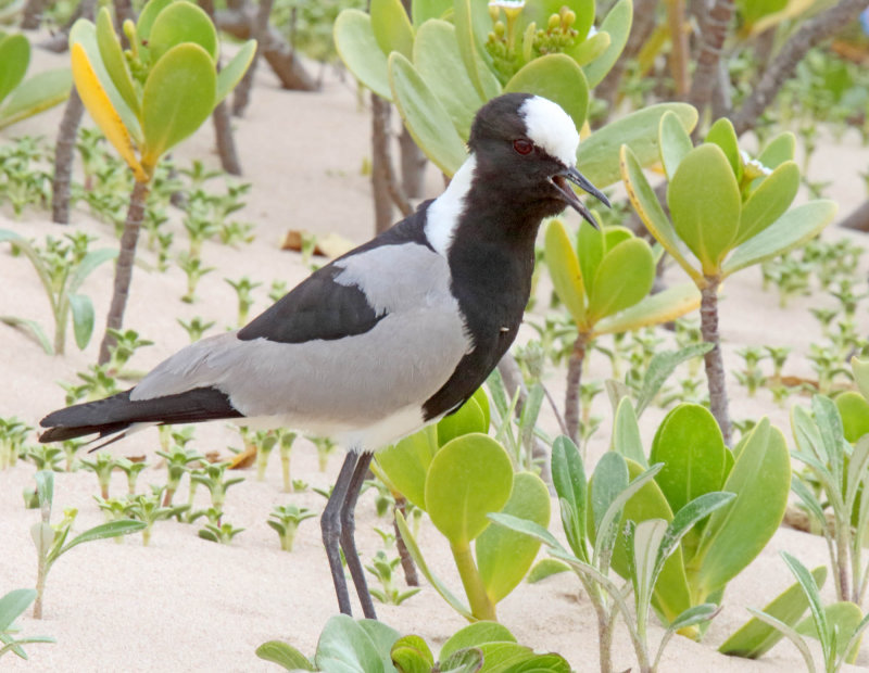 Blacksmith Lapwing_8743.jpg