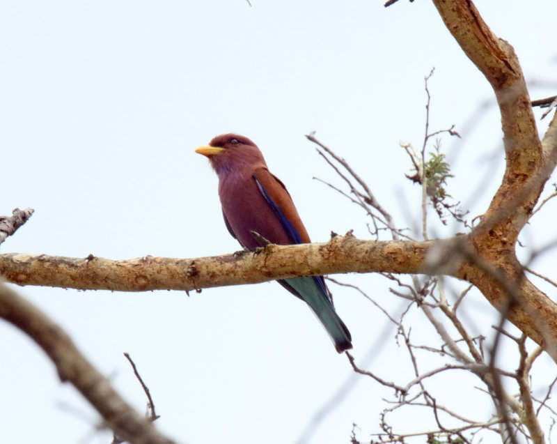 Broad-billed Roller_8158.jpg