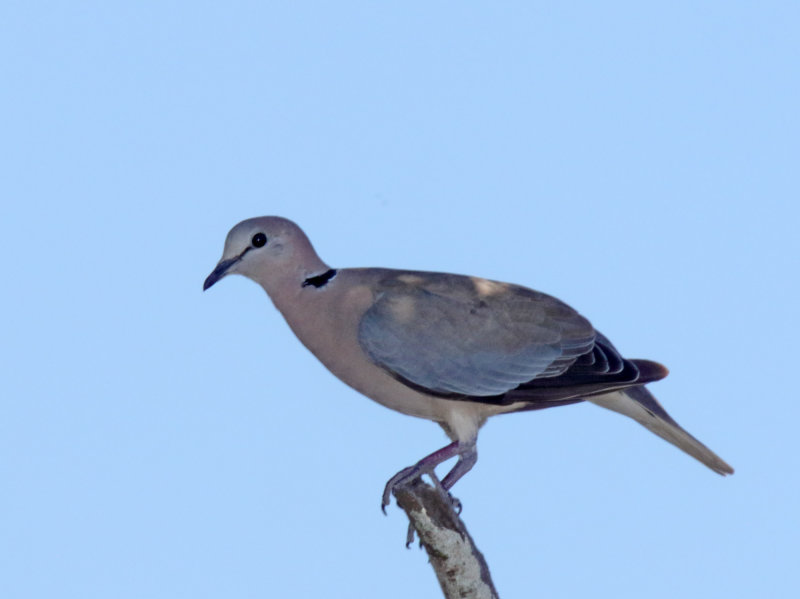 Ring-necked Dove_4963.jpg